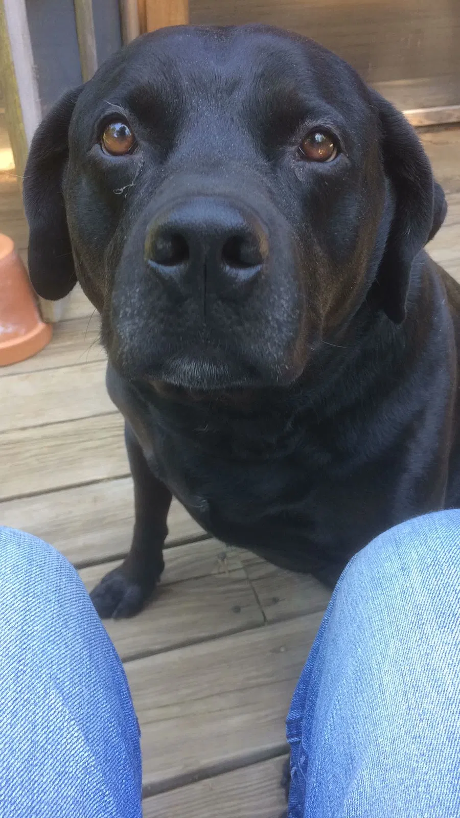 Found dog in Danbury, CT, 6810
