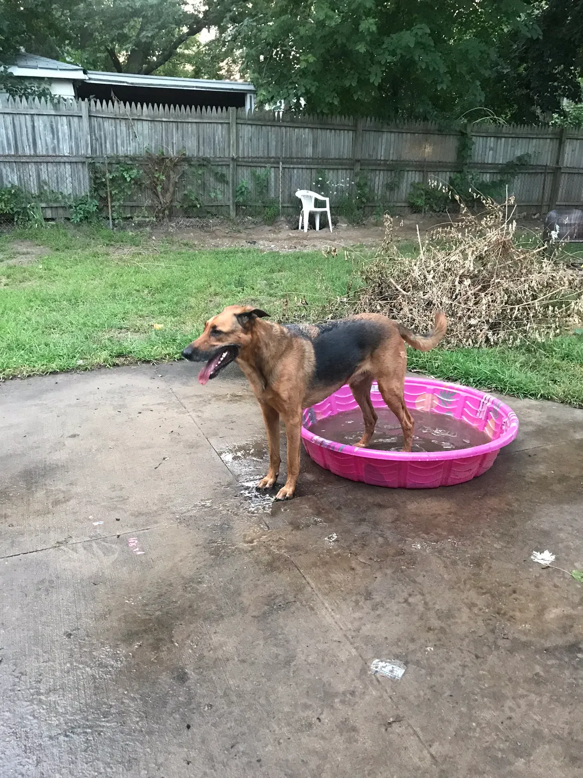 Found dog in Taylor, MI, 48180
