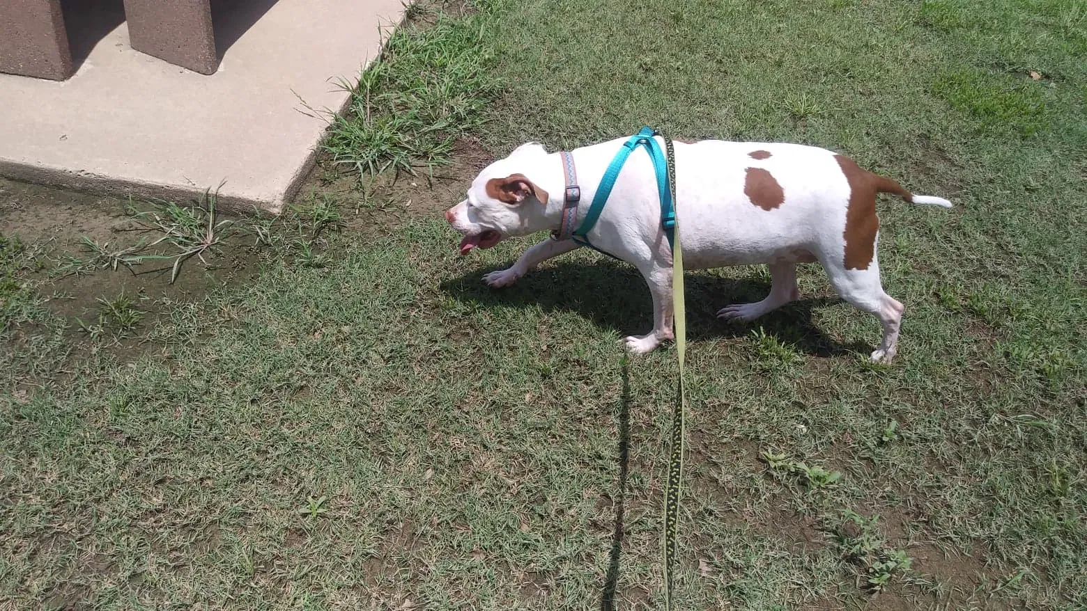 Found dog in Houston, TX, 77036