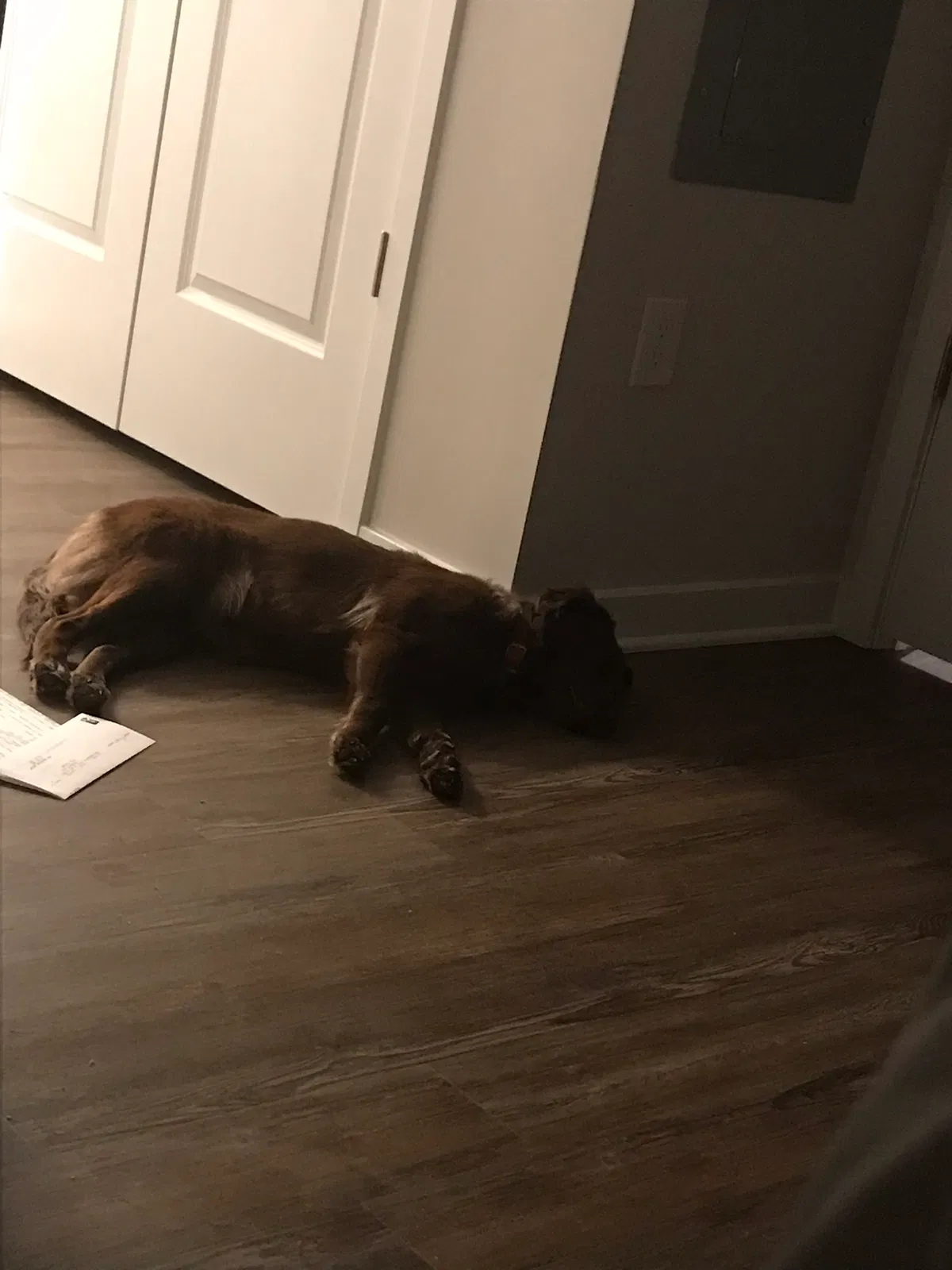 Found dog in Macungie, PA, 18062