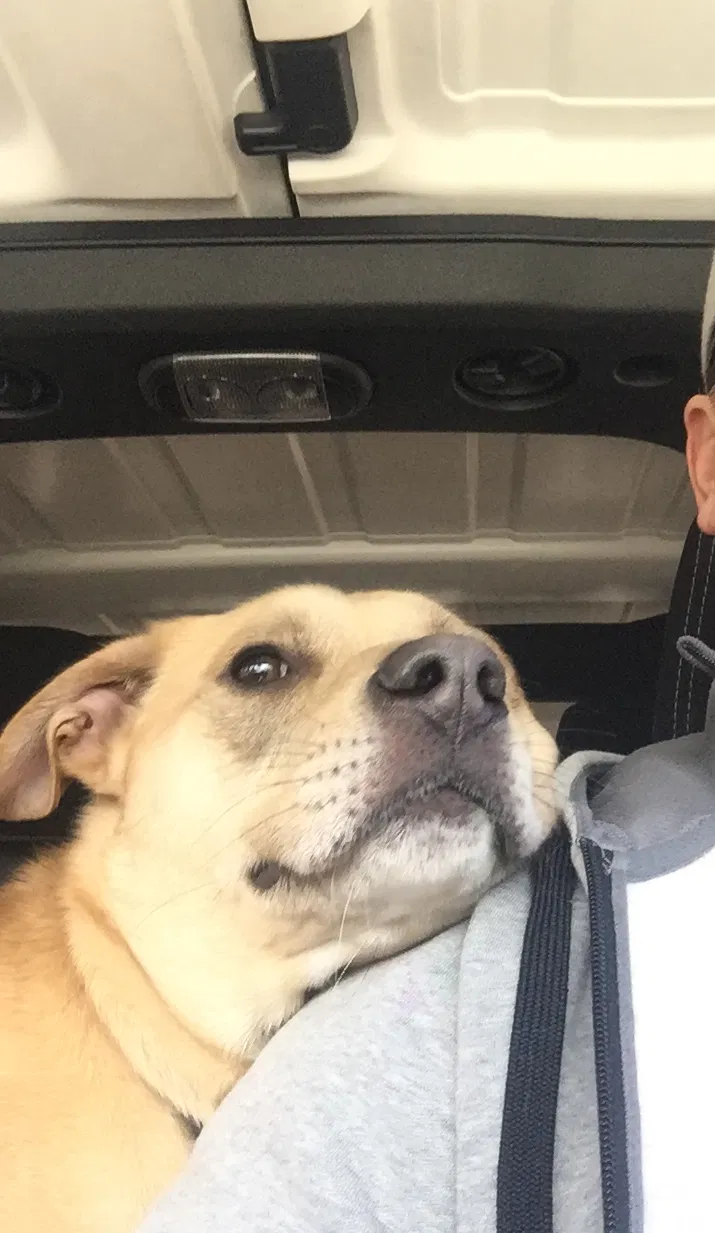 Found dog in Brunswick, OH, 44212