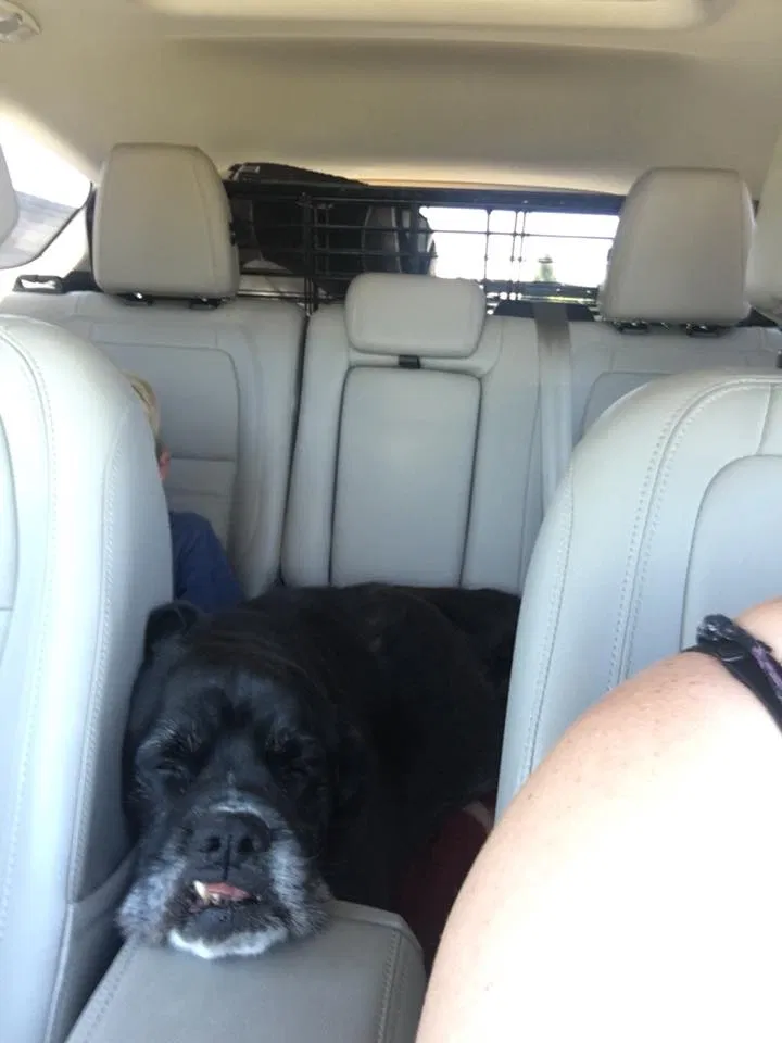 Found dog in Atlanta, GA, 30346