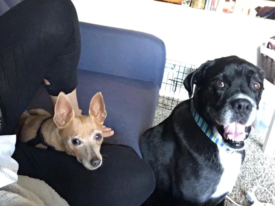 Found dog in Atlanta, GA, 30346