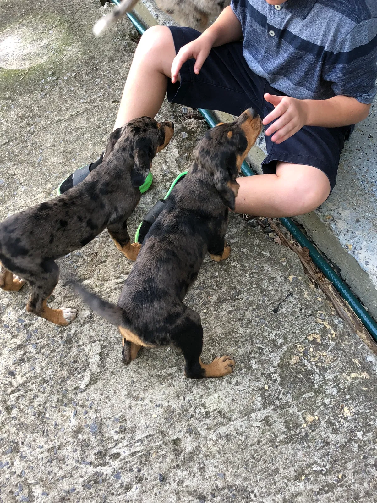 Found dog in Collinsville, AL, 35961