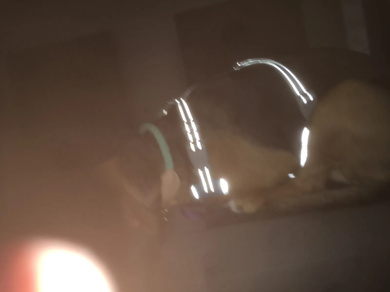 Found dog in Maple Valley, WA, 98038