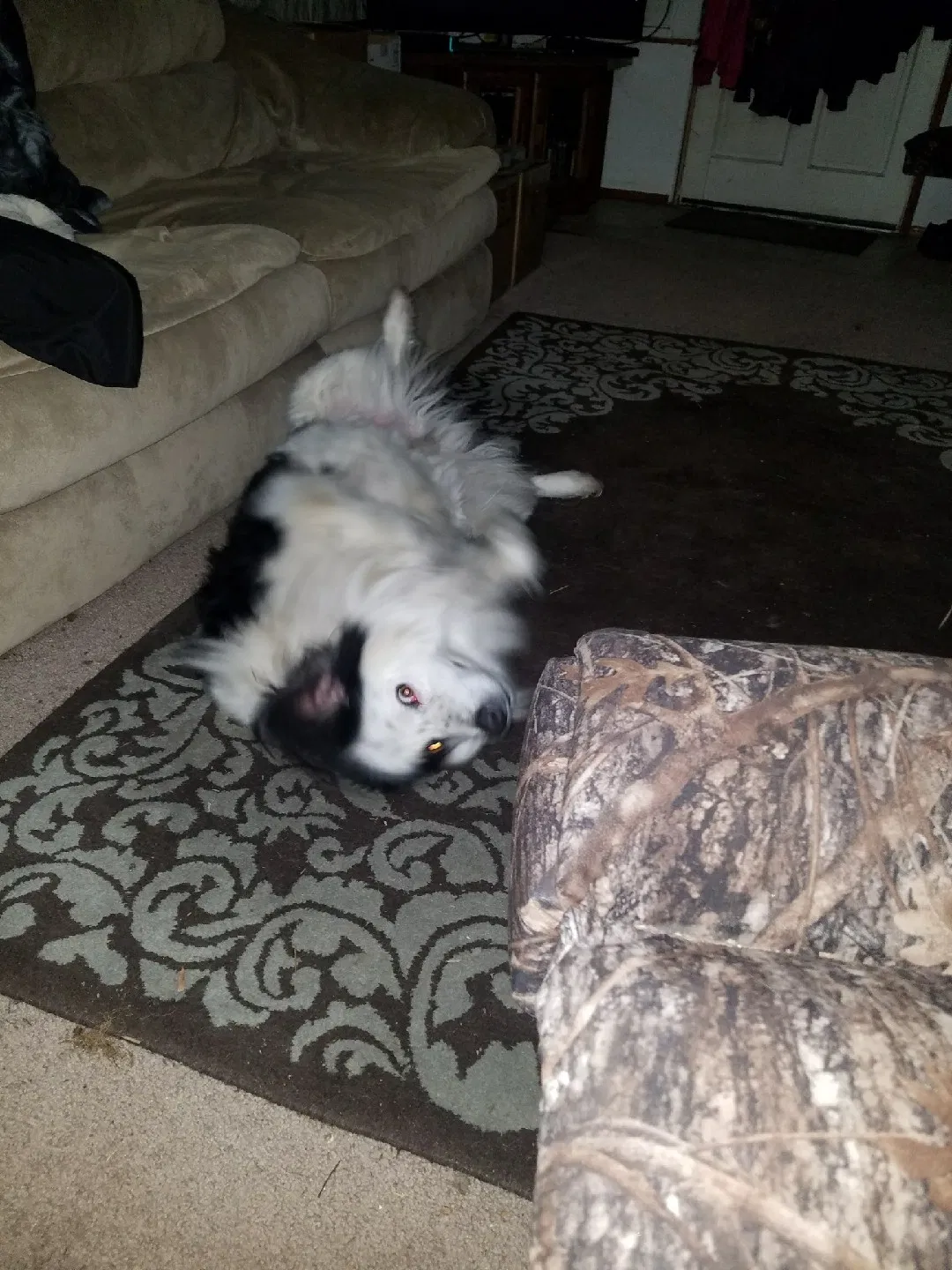 Found dog in Maple Valley, WA, 98038