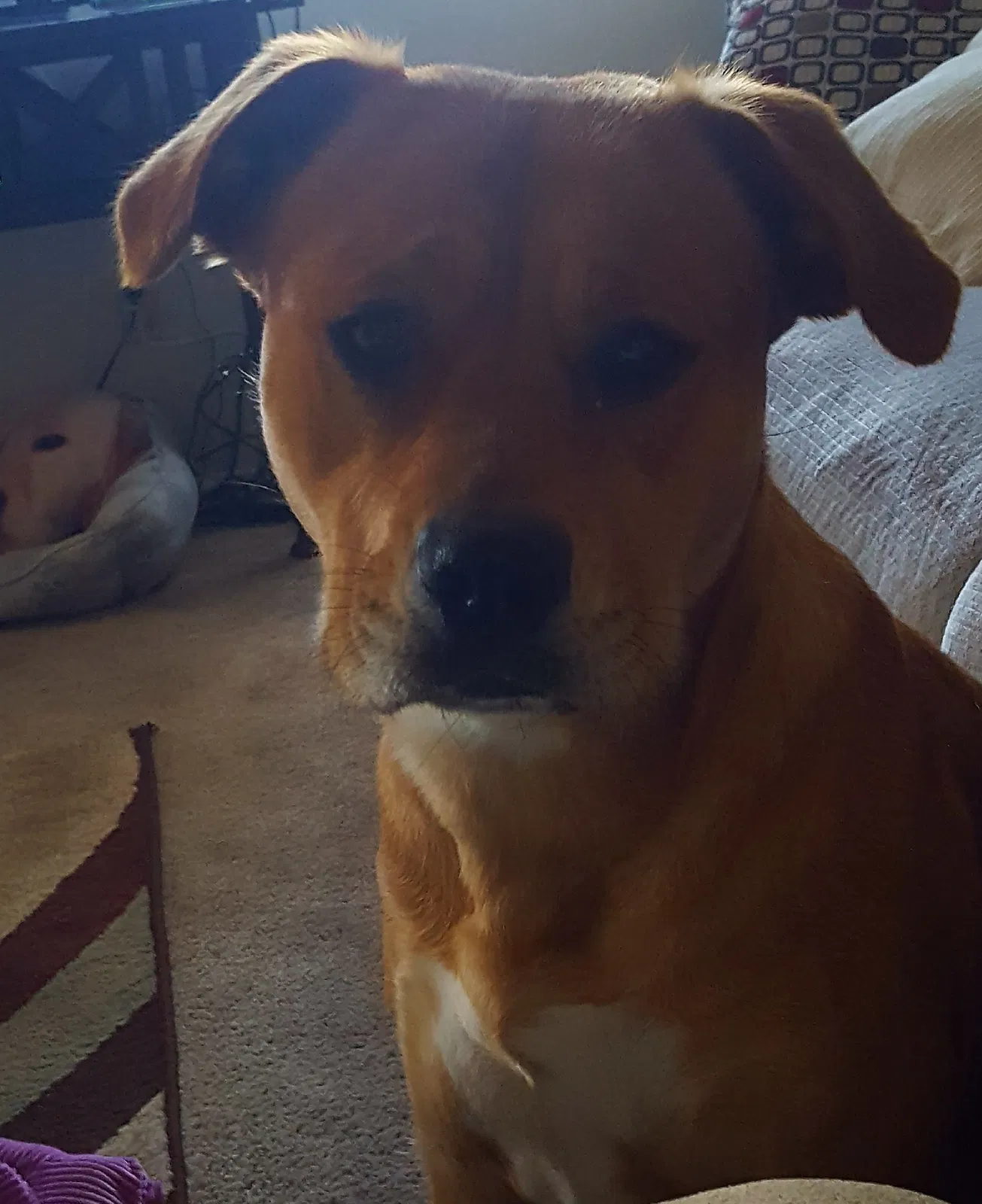 Found dog in Stockton, CA, 95209