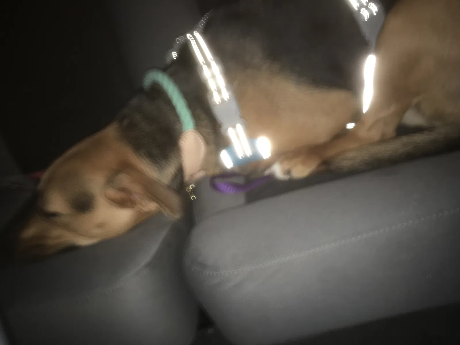 Found dog in Maple Valley, WA, 98038