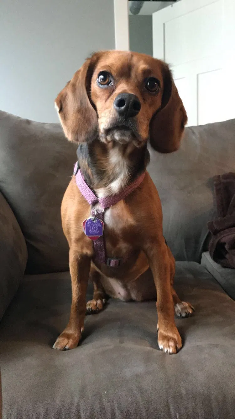 Found dog in Grand Rapids, MI, 49504