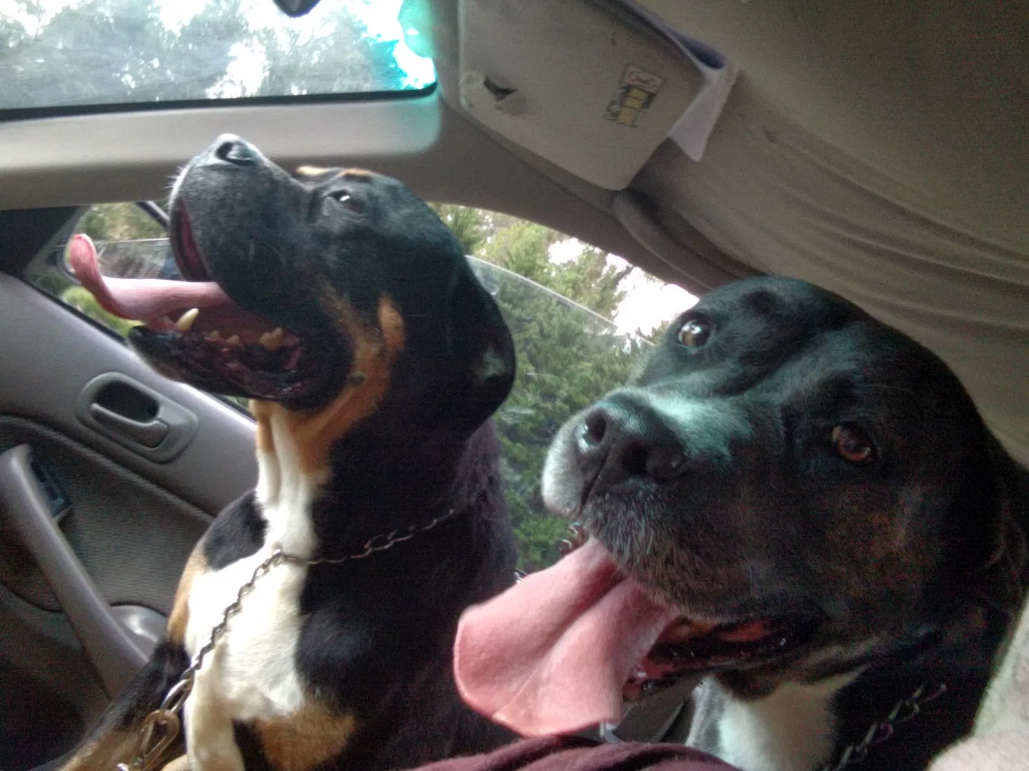 Found dog in Walkertown, NC, 27051