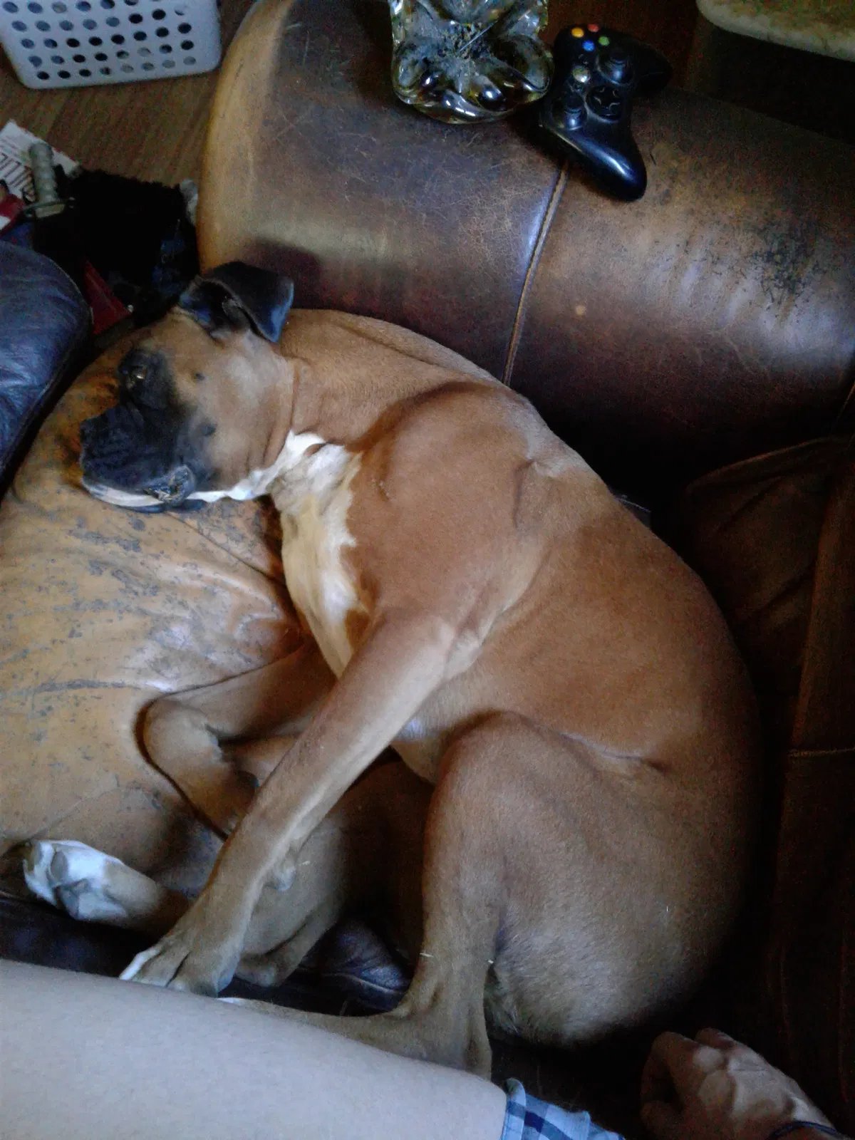 Found dog in Bakersfield, CA, 93307