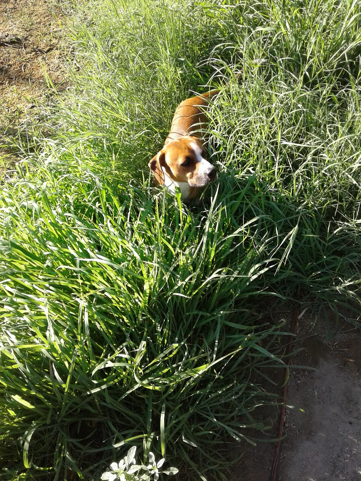 Found dog in Bakersfield, CA, 93307
