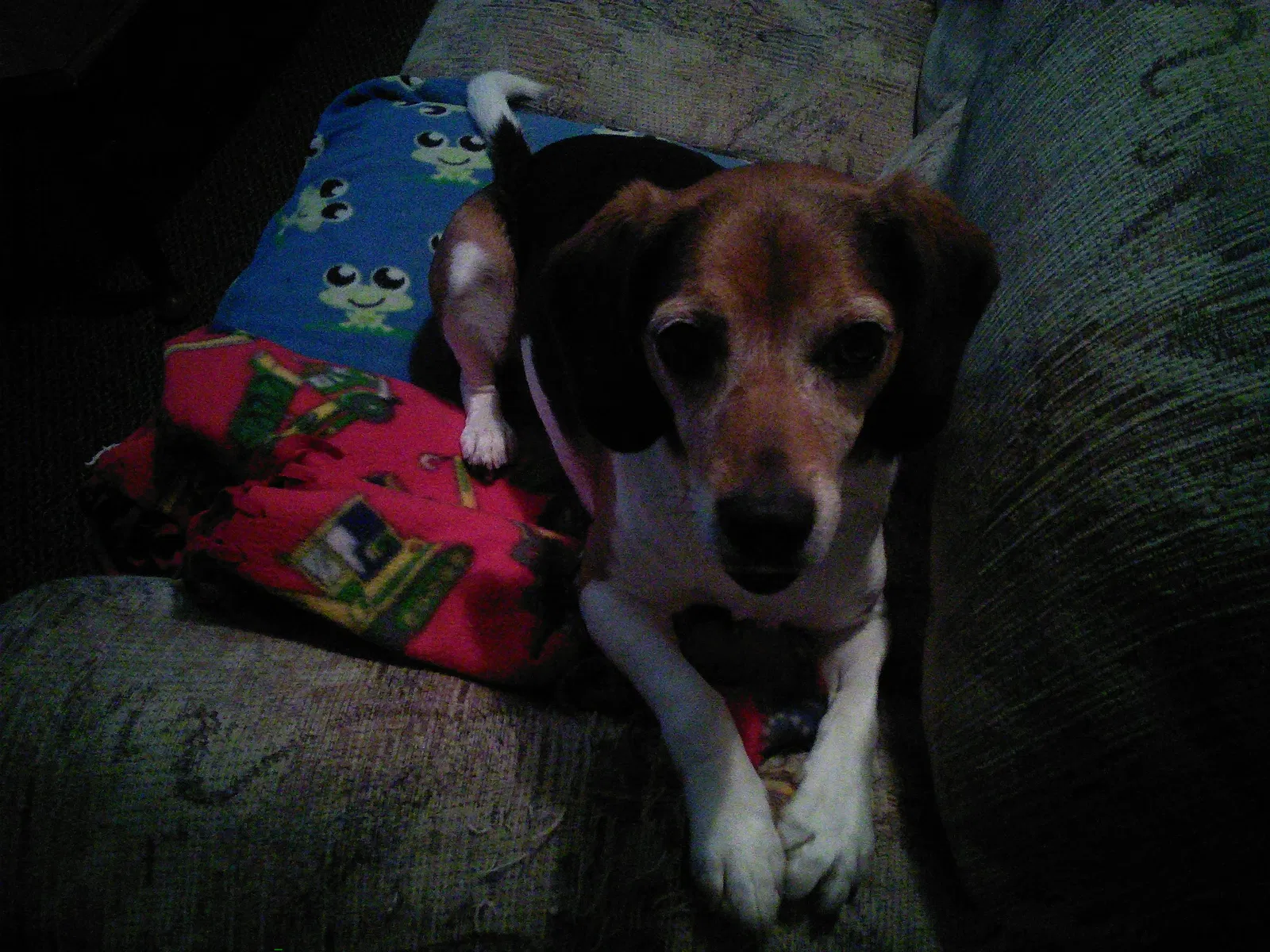Found dog in Brunswick, OH, 44212