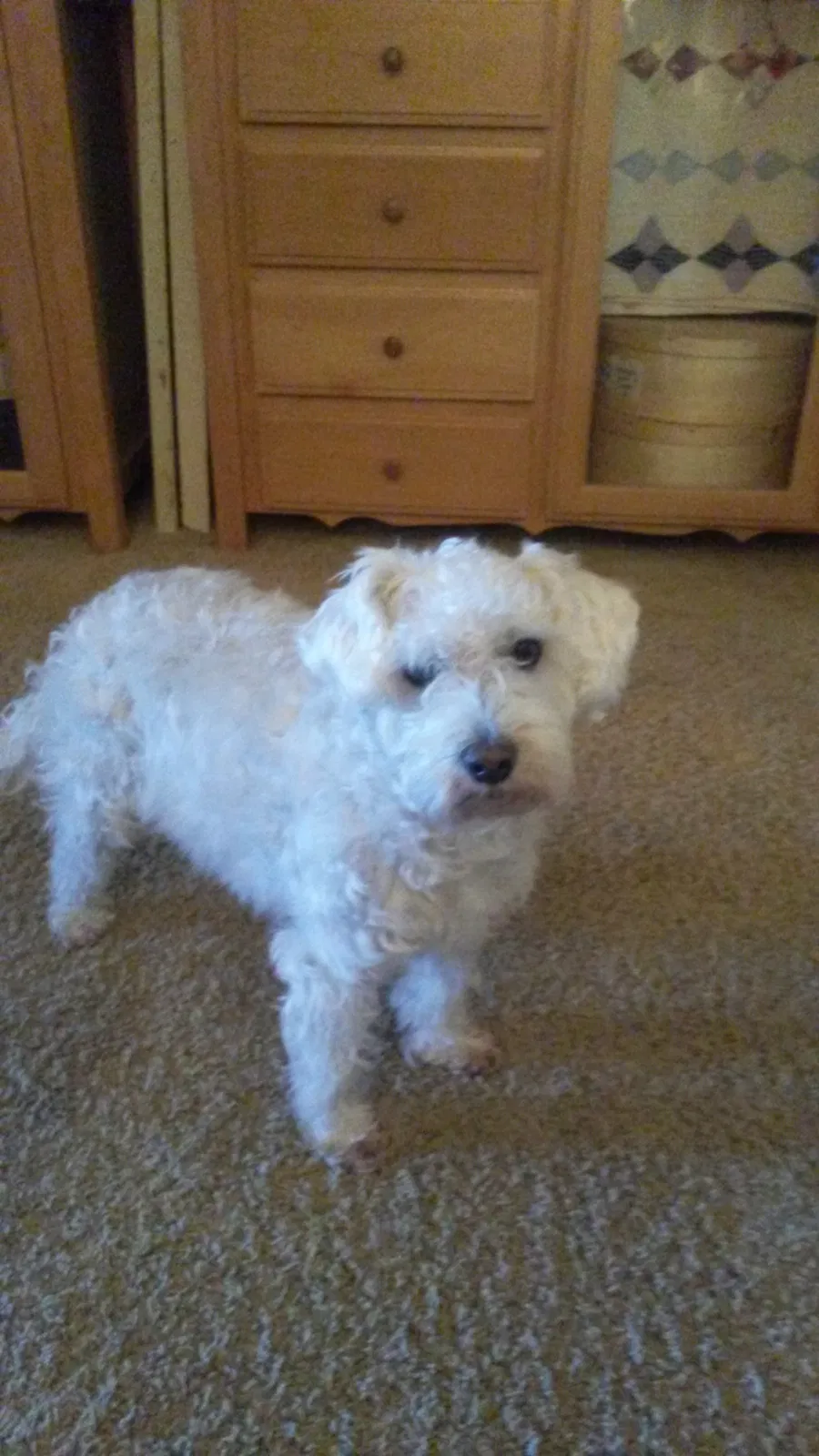 Found dog in Winnie, TX, 77665