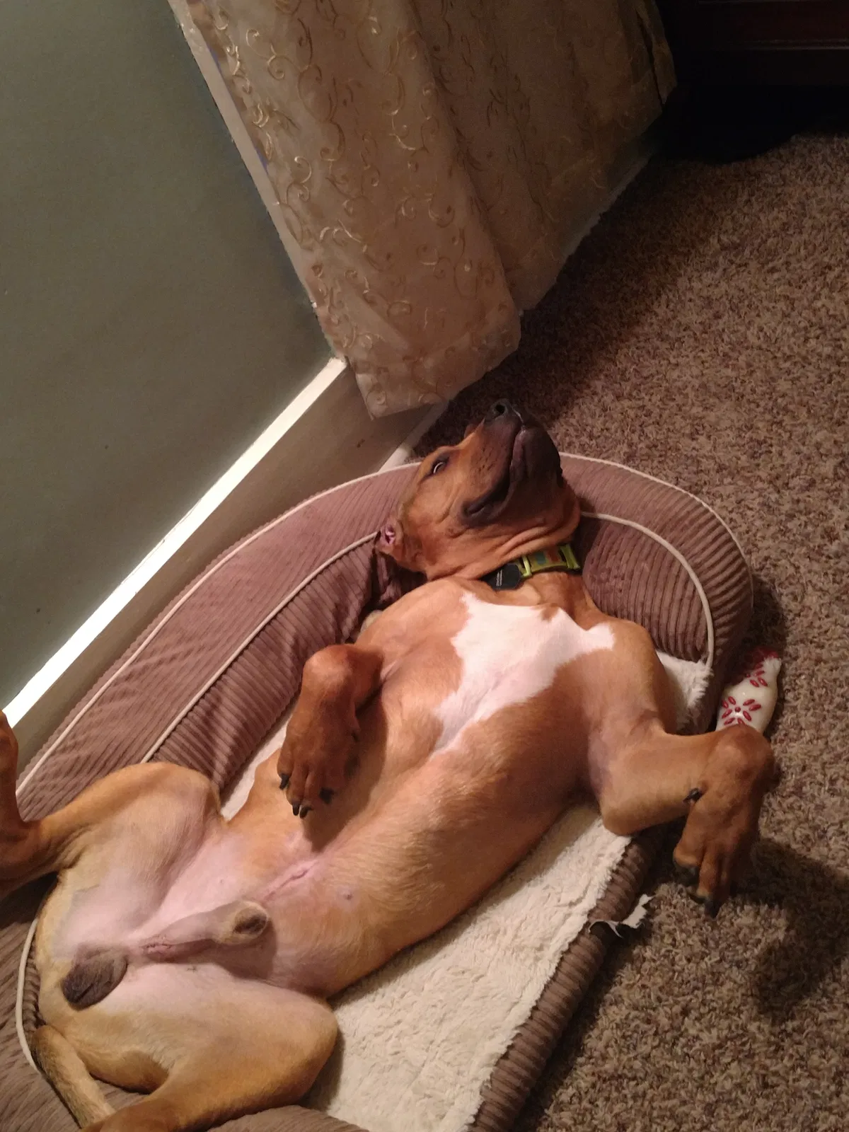 Found dog in Van Buren, OH, 45889
