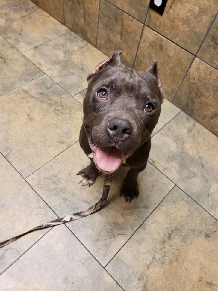 Found dog in Monroe, GA, 30656