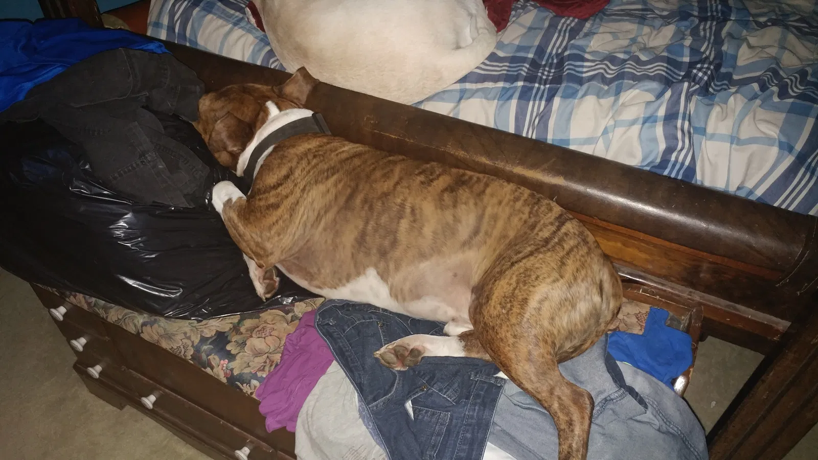 Found dog in Scio, OH, 43988