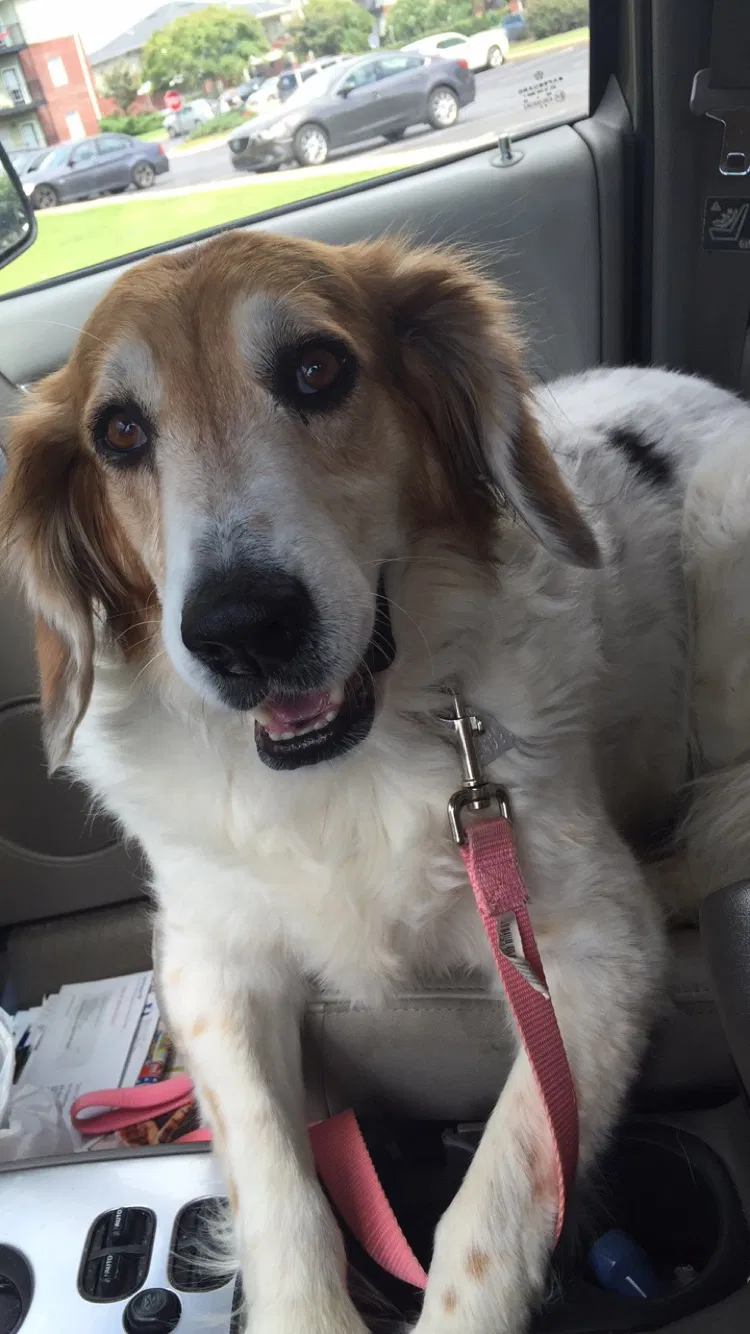 Found dog in Tuscaloosa, AL, 35405