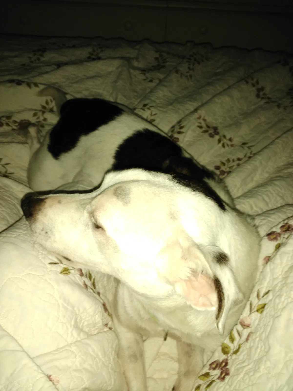 Found dog in Louisville, KY, 40218