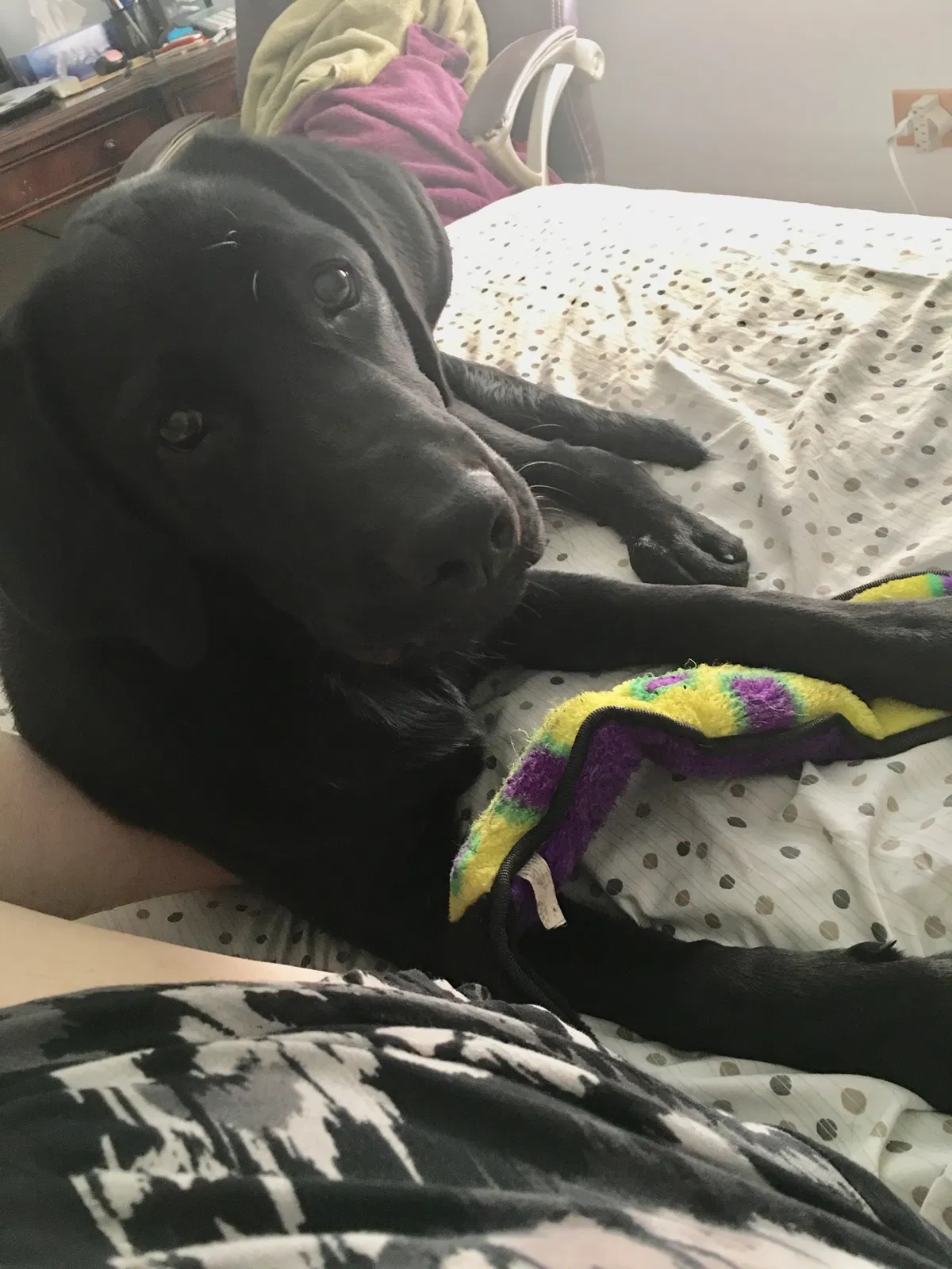 Found dog in Cary, IL, 60013