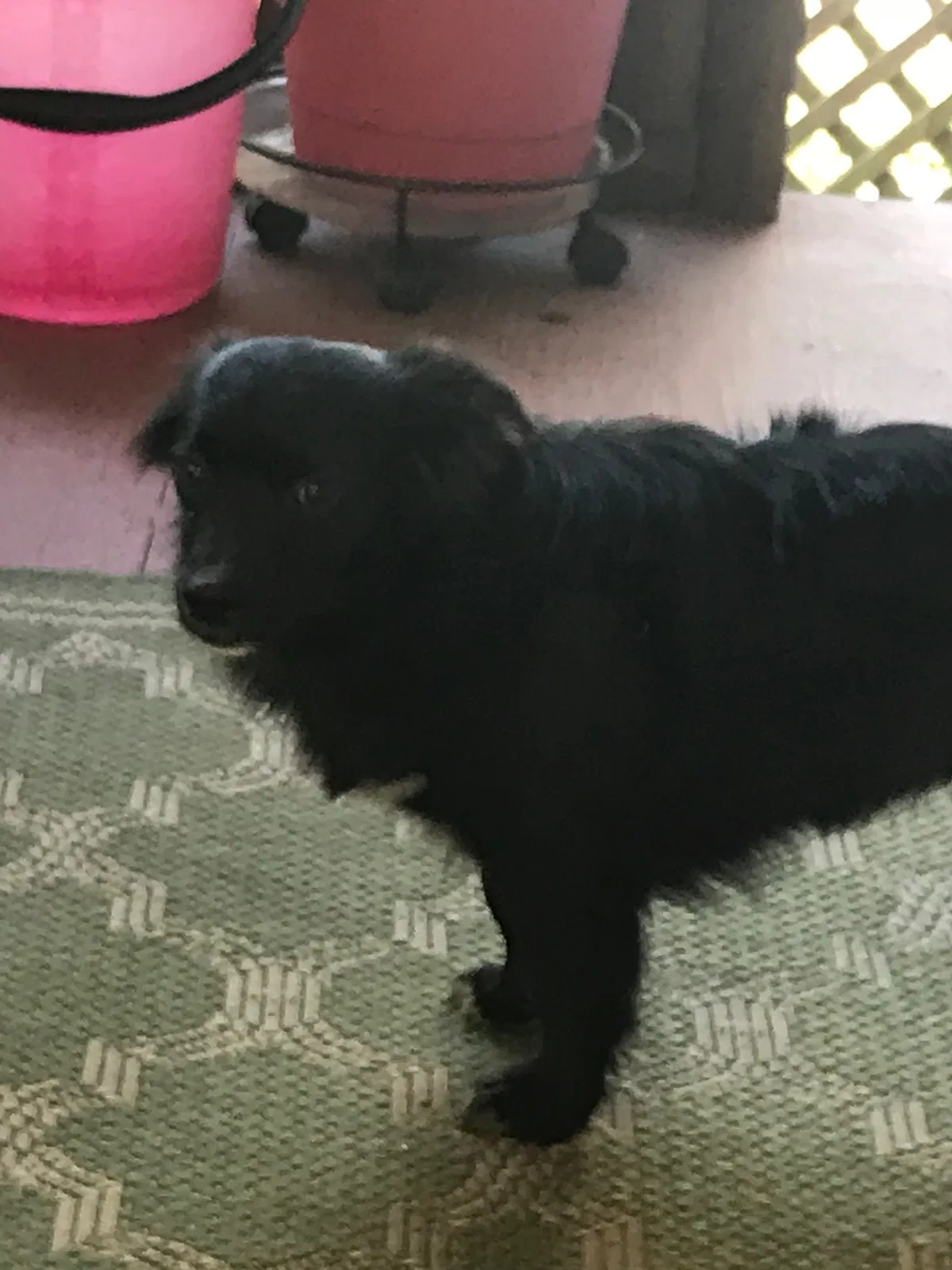 Found dog in Conyers, GA, 30012