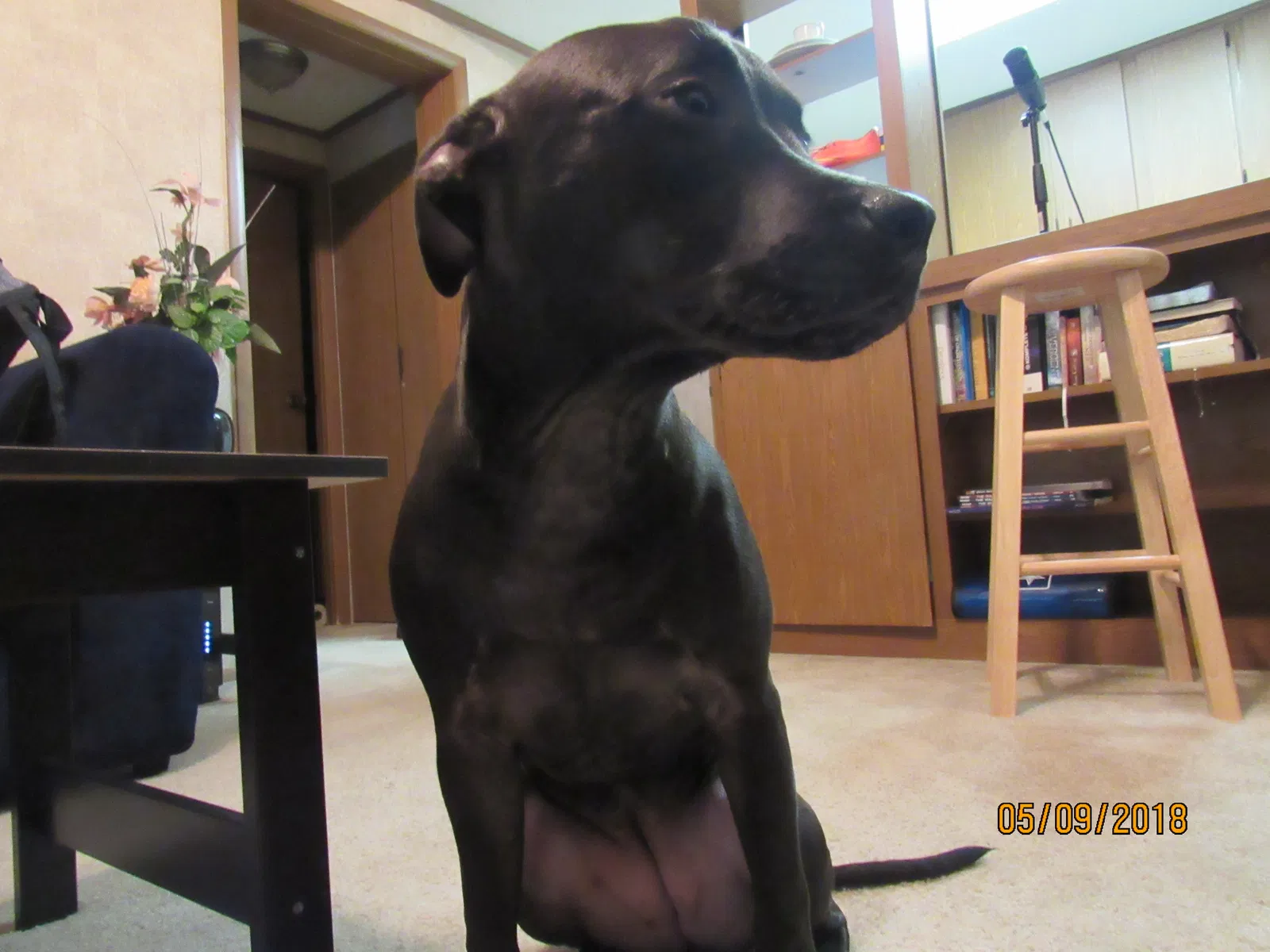 Found dog in Fayetteville, GA, 30214