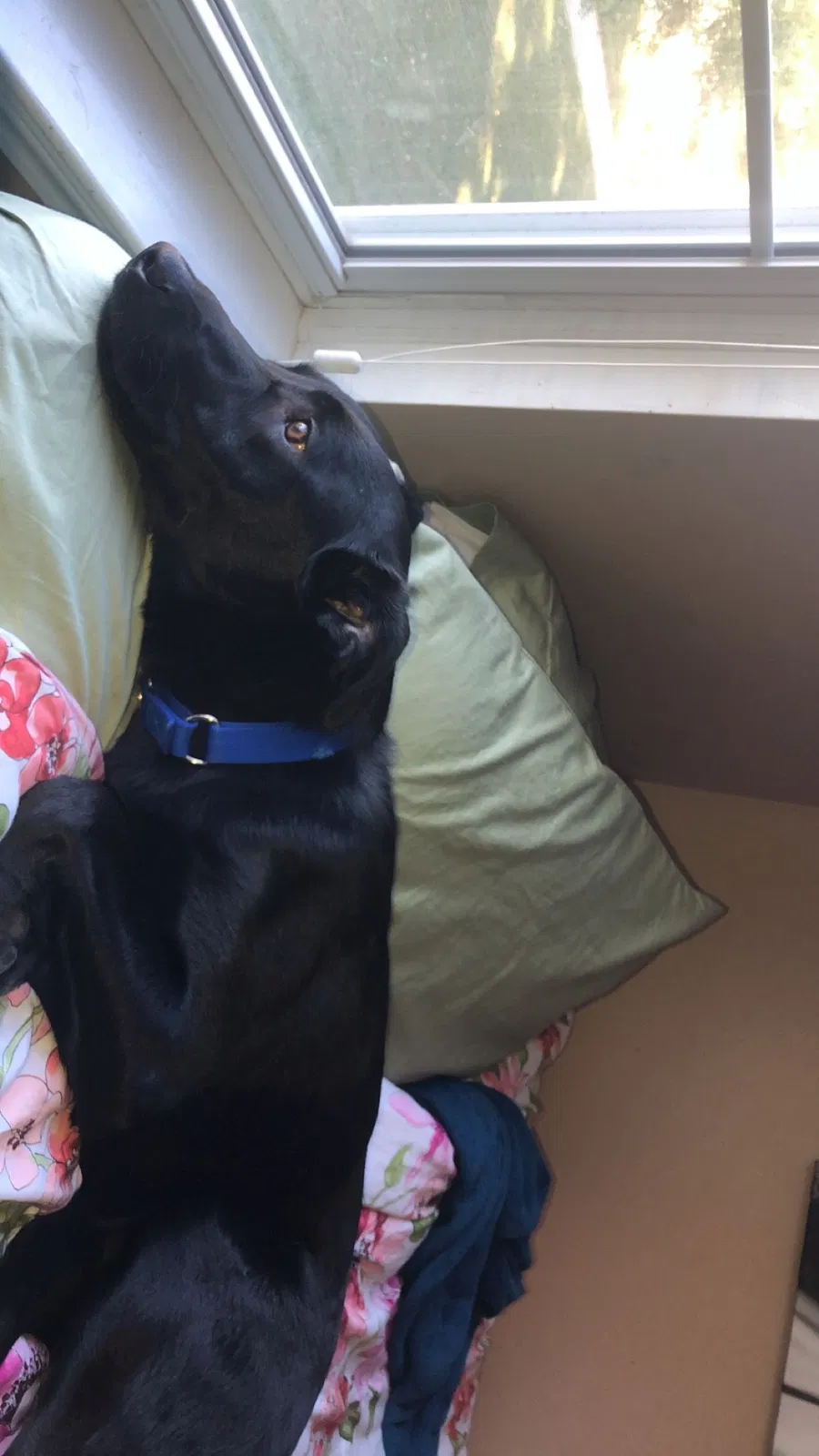 Found dog in Waterford, MI, 48327