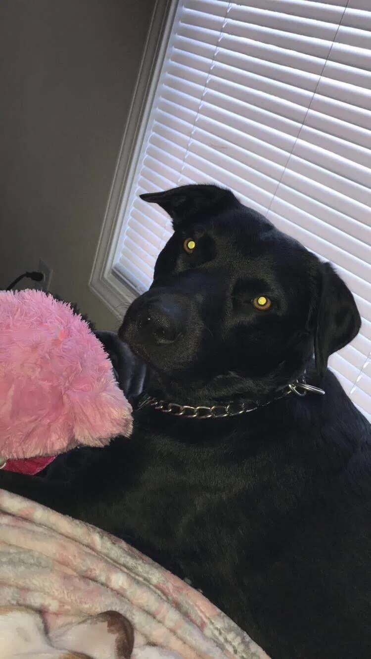 Found dog in Hubert, NC, 28539