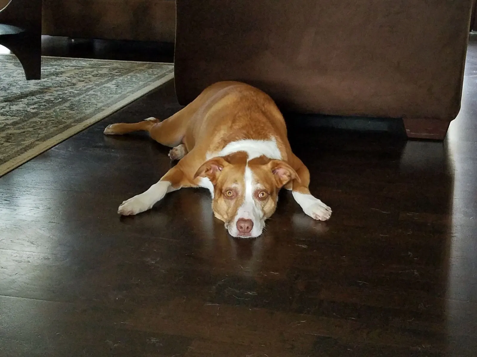Found dog in Fisherville, KY, 40023