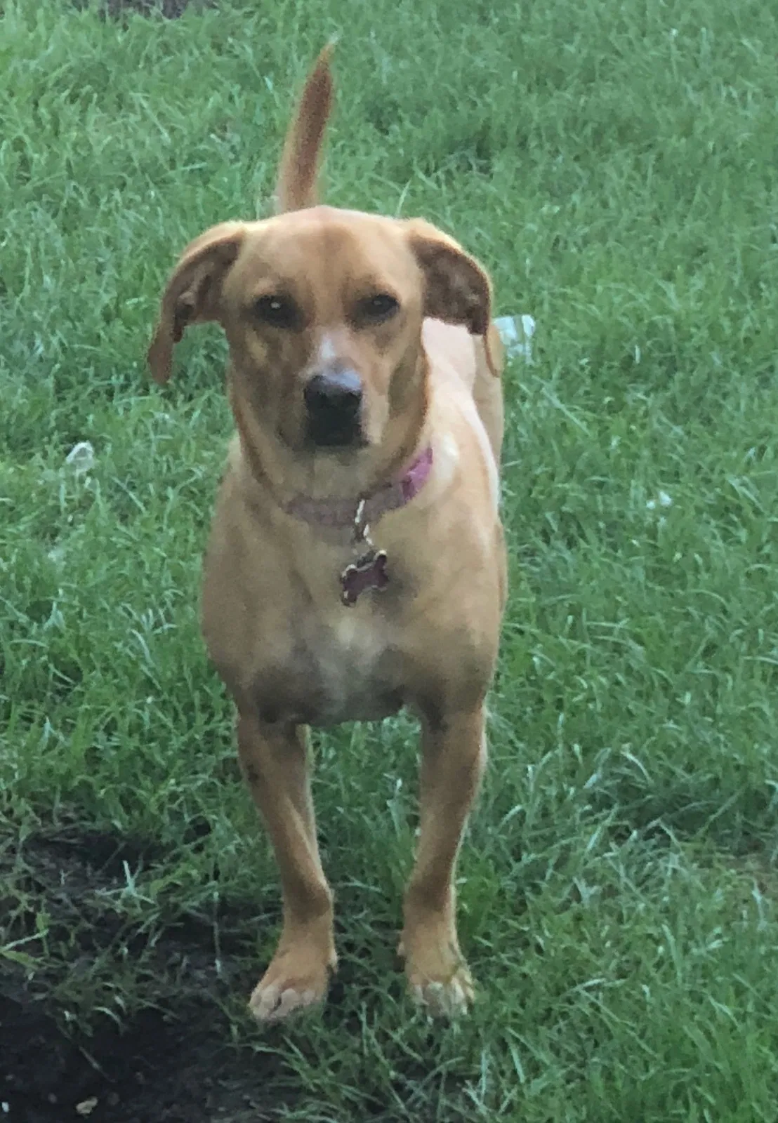 Found dog in Saint Paul, MN, 55109