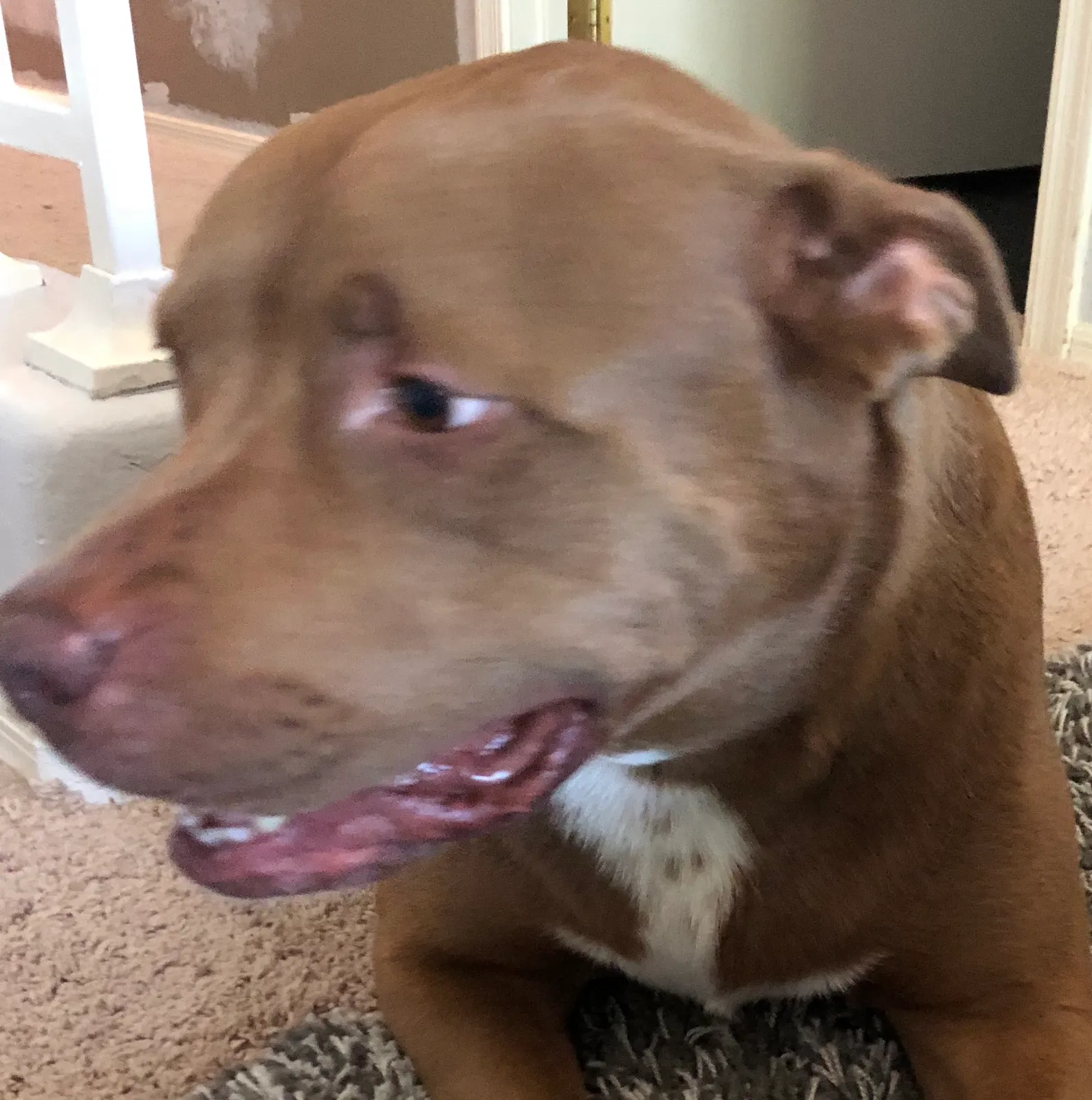Found dog in Glendale, AZ, 85303