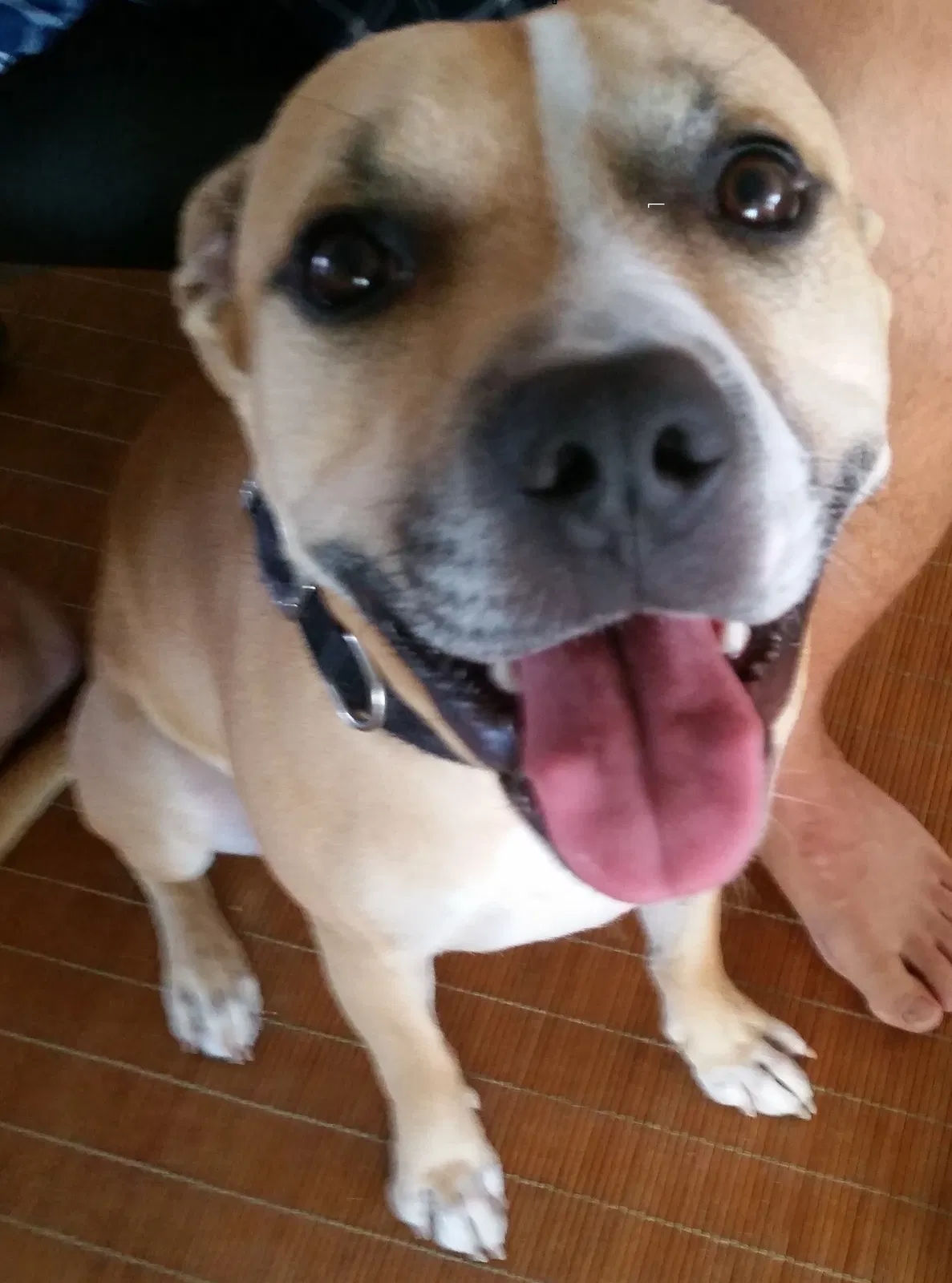 Found dog in Brandon, FL, 33511