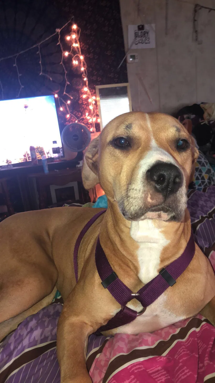 Found dog in Ephrata, PA, 17522