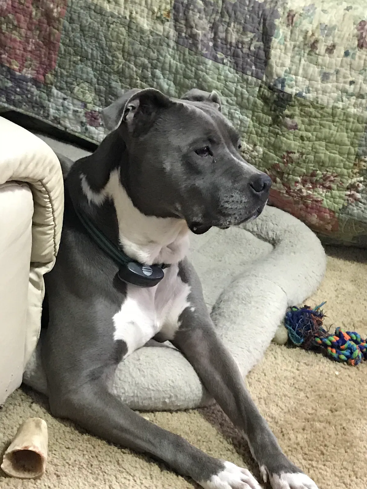 Found dog in Middletown, NY, 10941