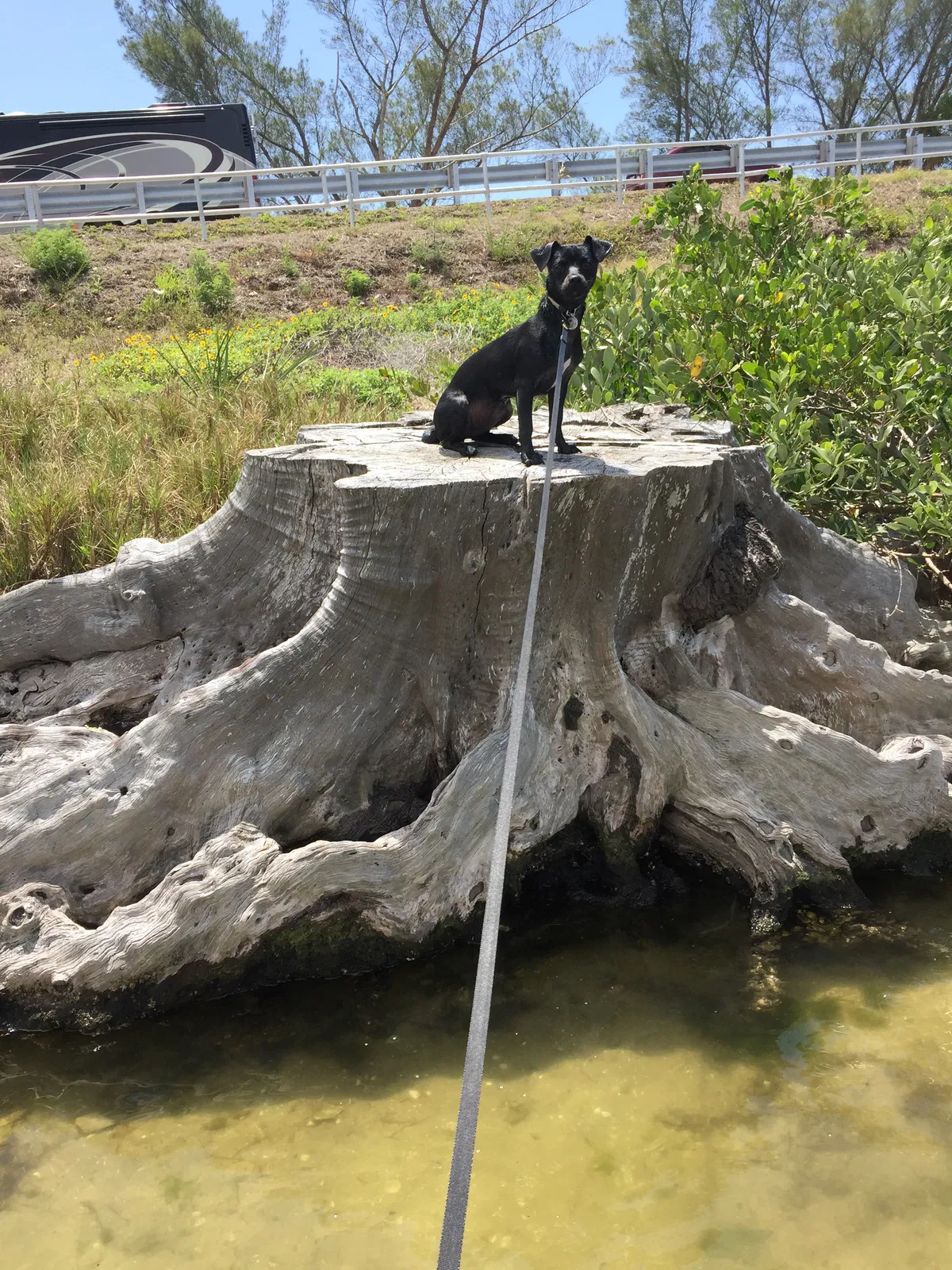 Found dog in Clewiston, FL, 33440
