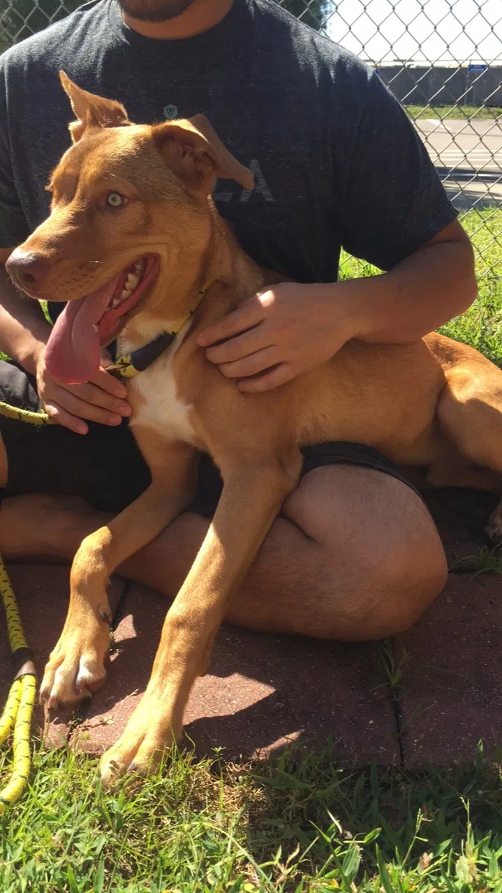 Found dog in Winter Springs, FL, 32708