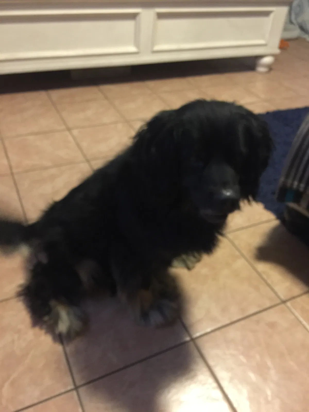 Found dog in Bell Gardens, CA, 90201