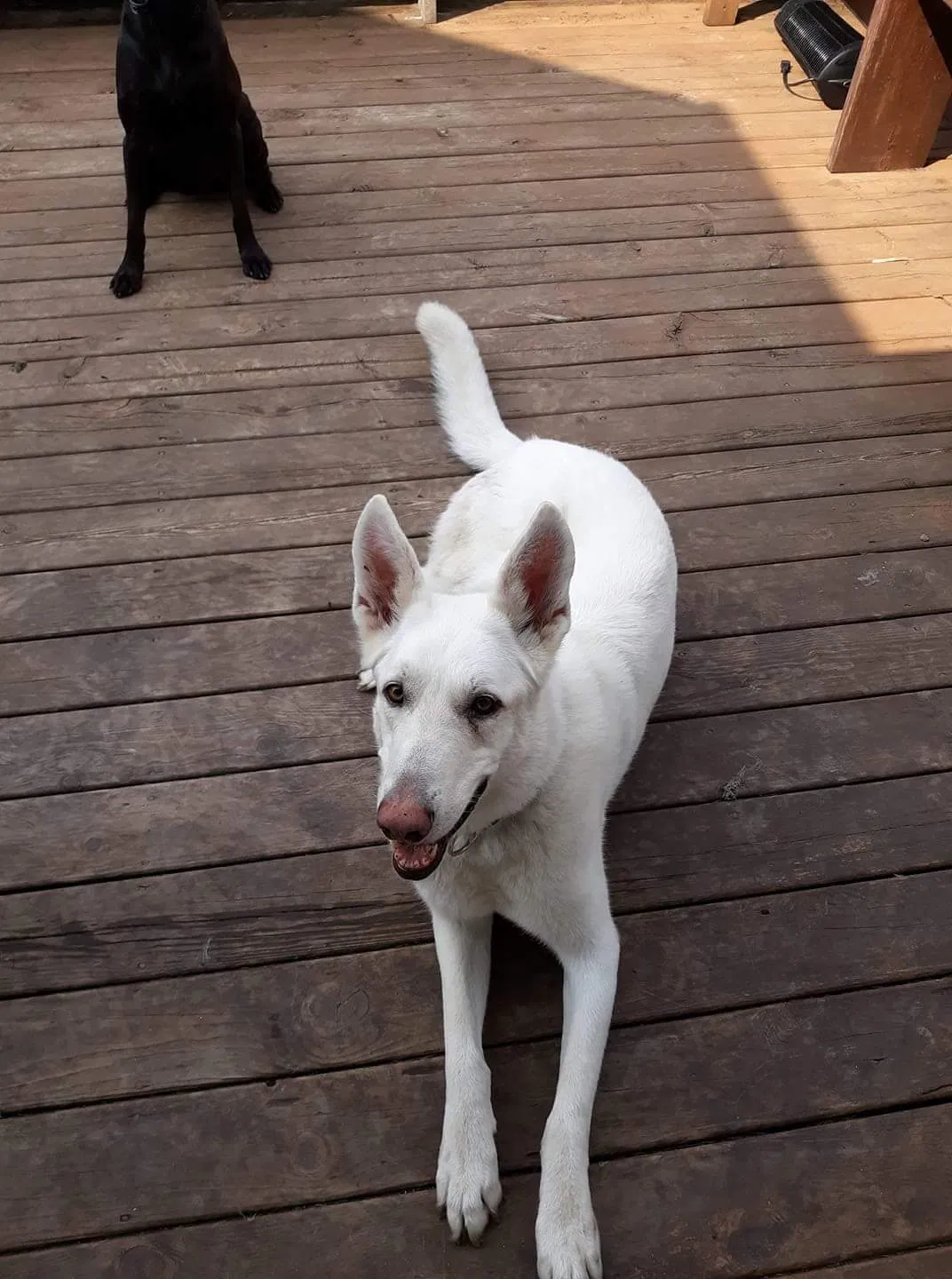 Found dog in Rockton, IL, 61072