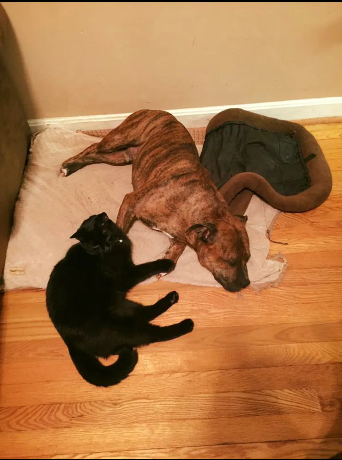 Found dog in Front Royal, VA, 22630