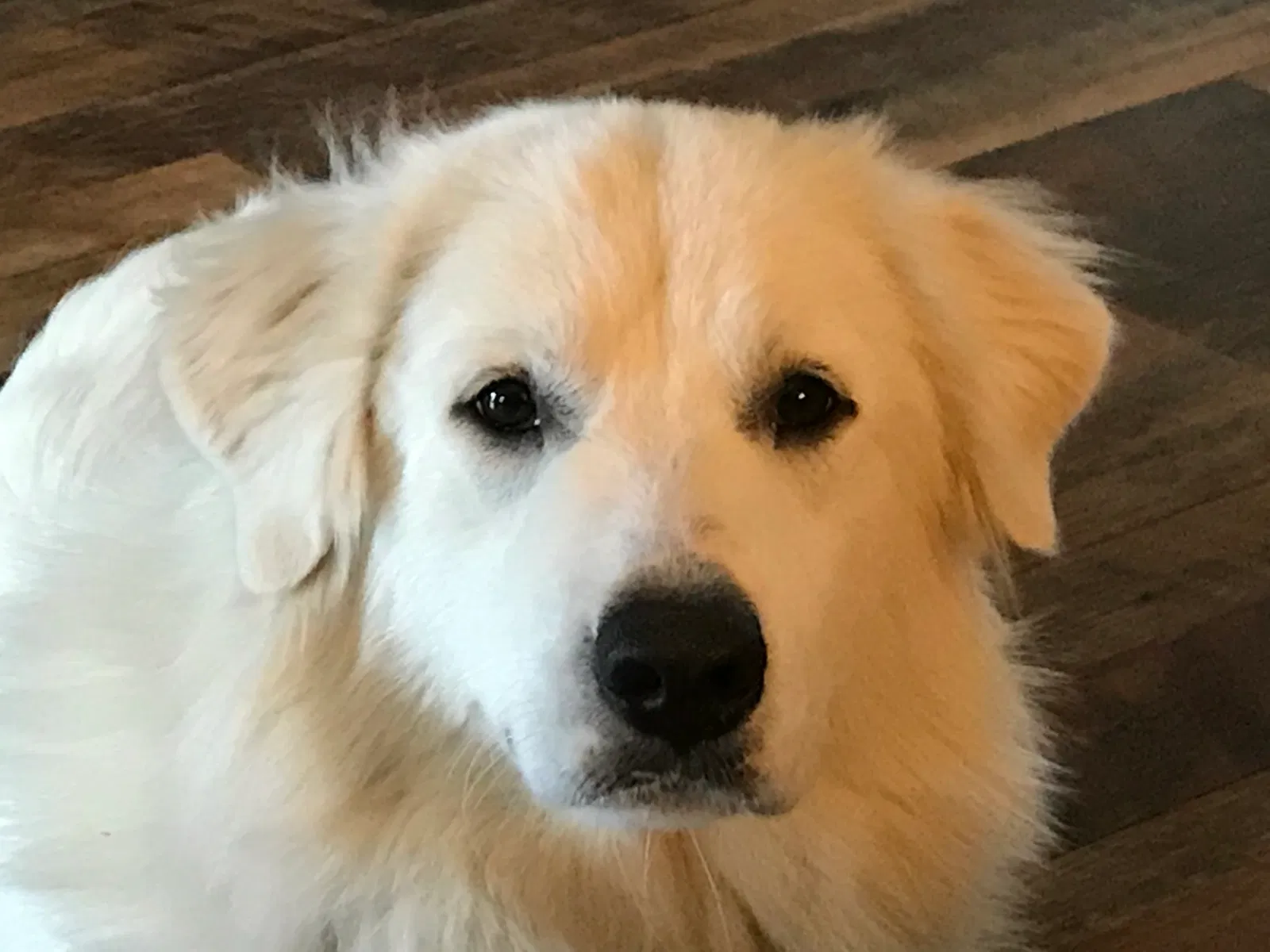 Found dog in Douglas, GA, 31535
