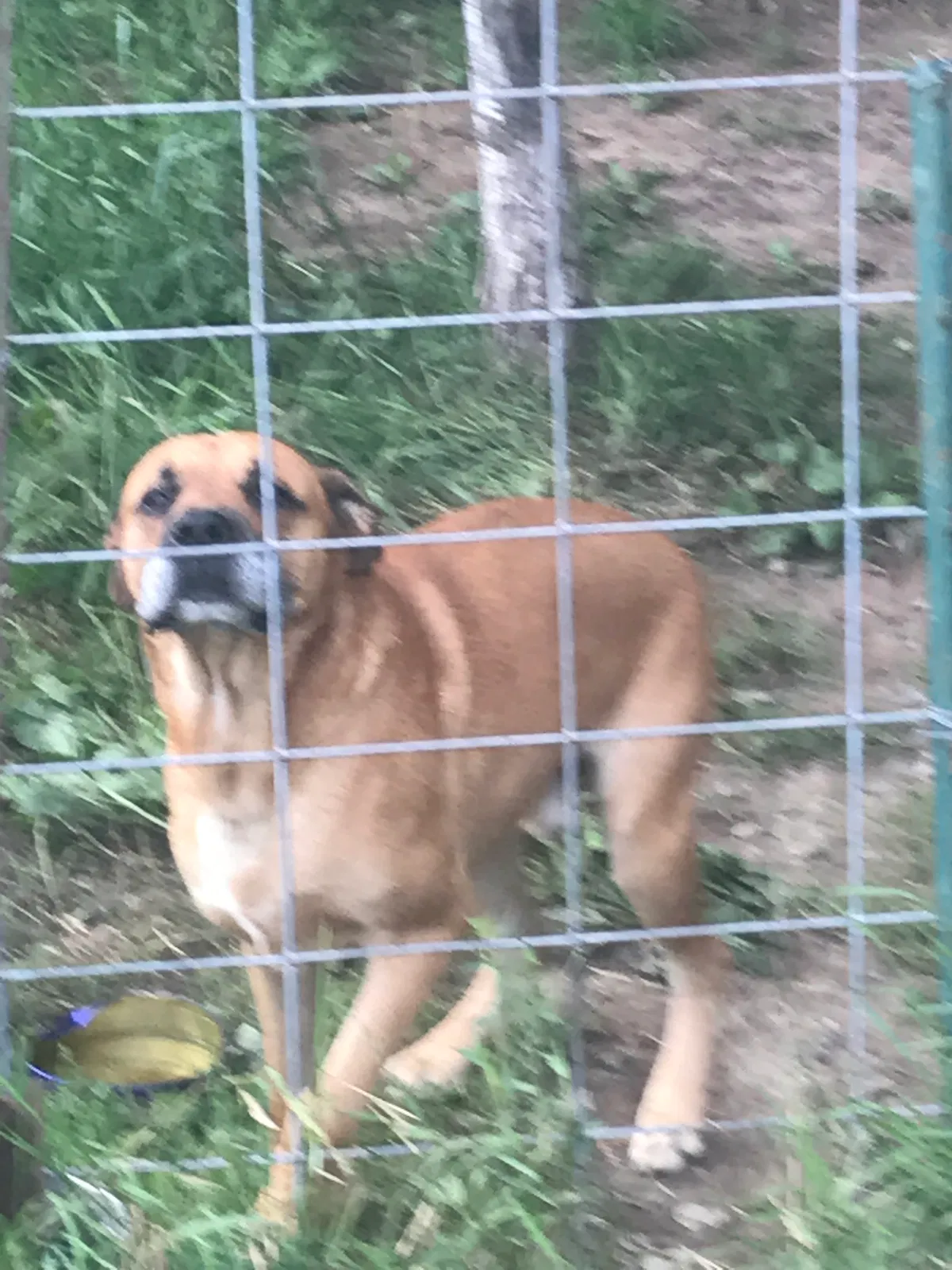 Found dog in Mora, MN, 55051