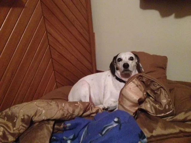 Found dog in Hot Springs National Park, AR, 71913