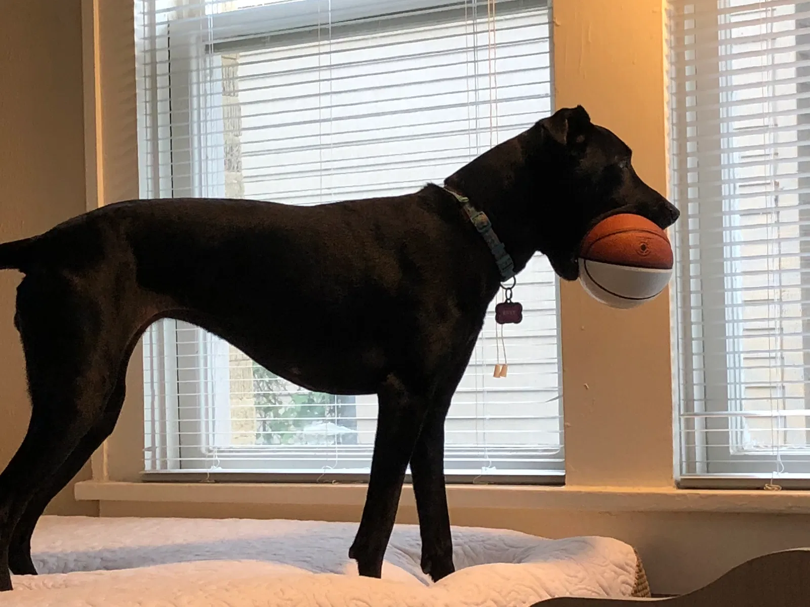 Found dog in Fort Worth, TX, 76110