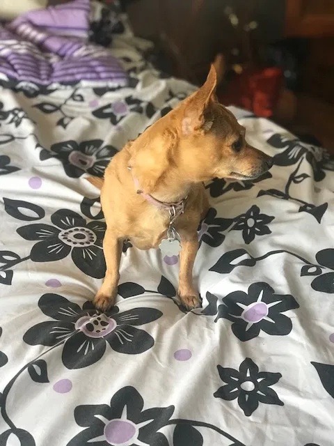 Found dog in Atlanta, GA, 30311