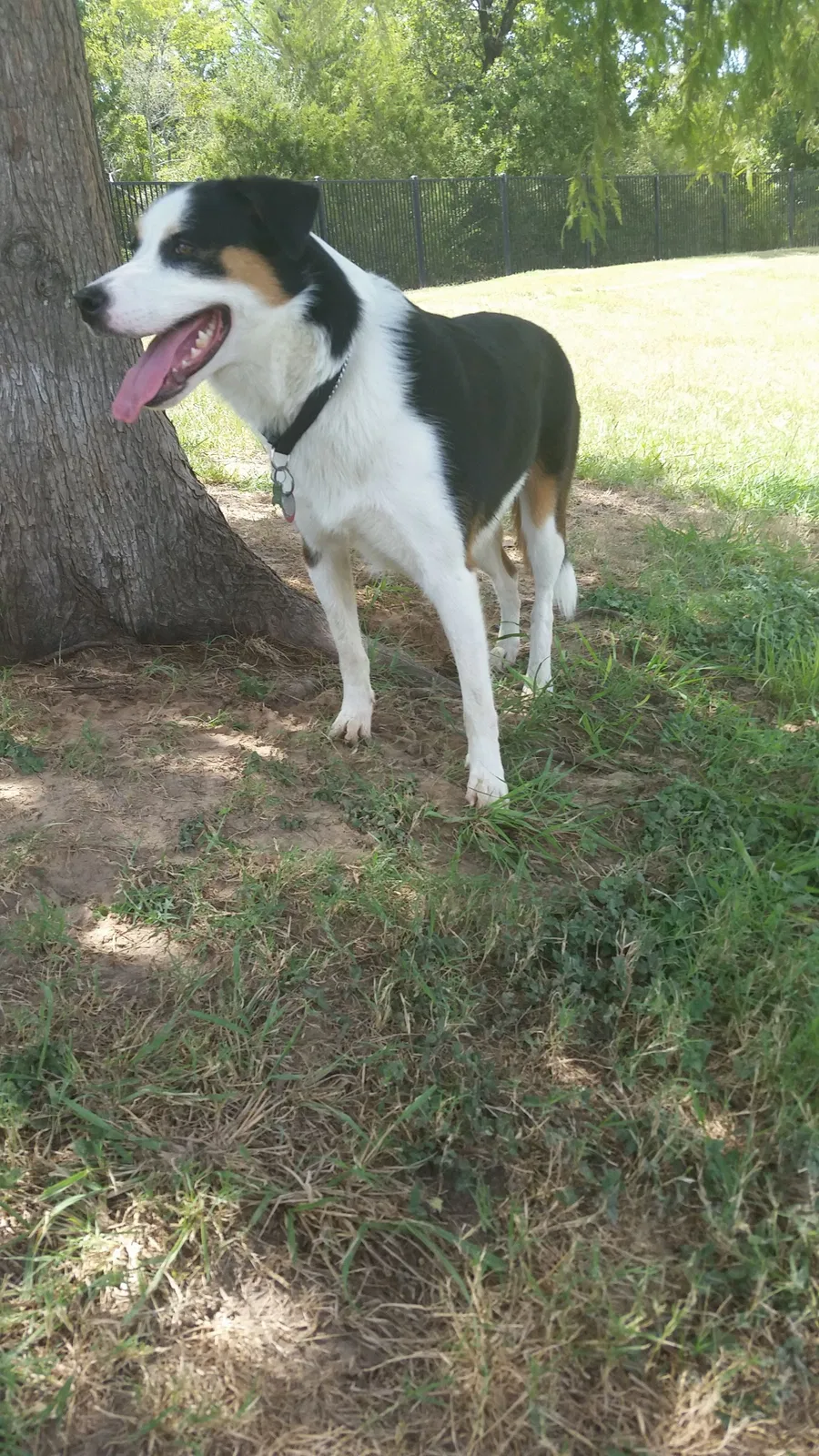 Found dog in Lexington, KY, 40517