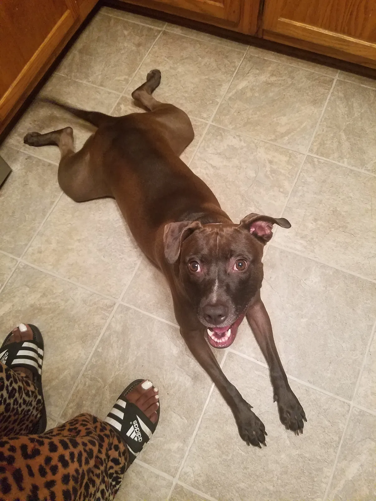 Found dog in Hubert, NC, 28539