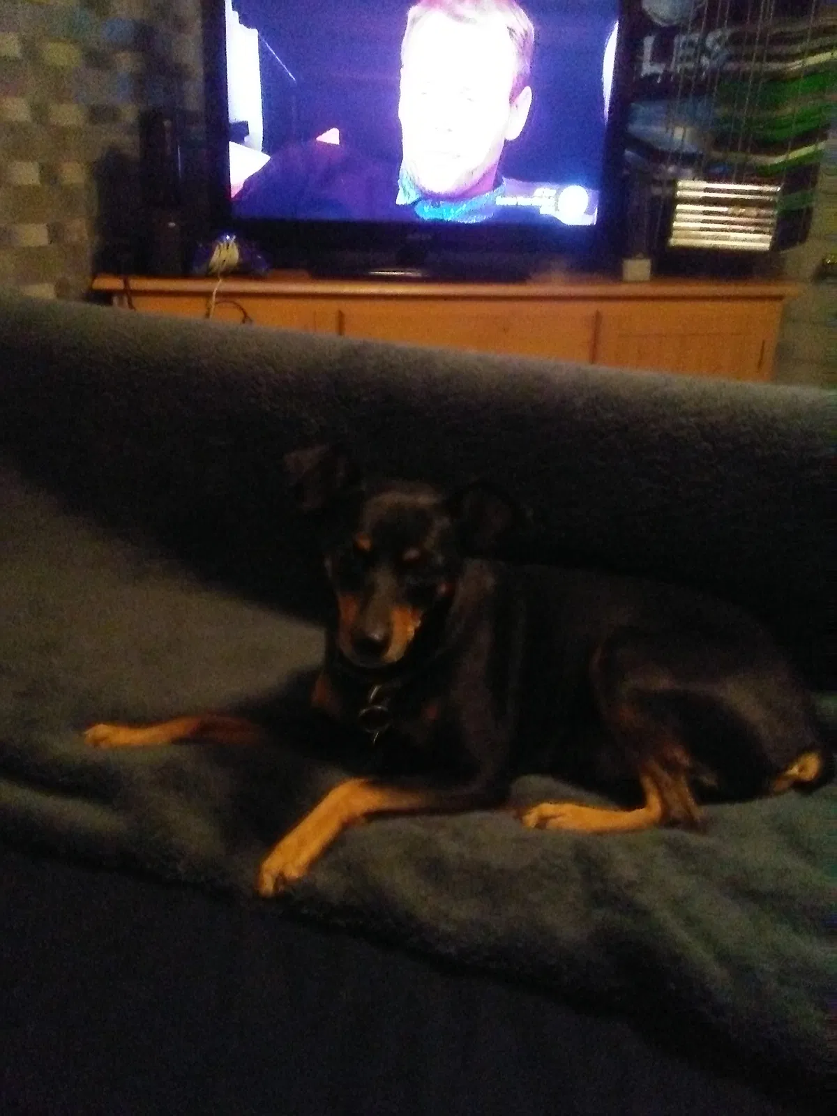 Found dog in Fresno, CA, 93727