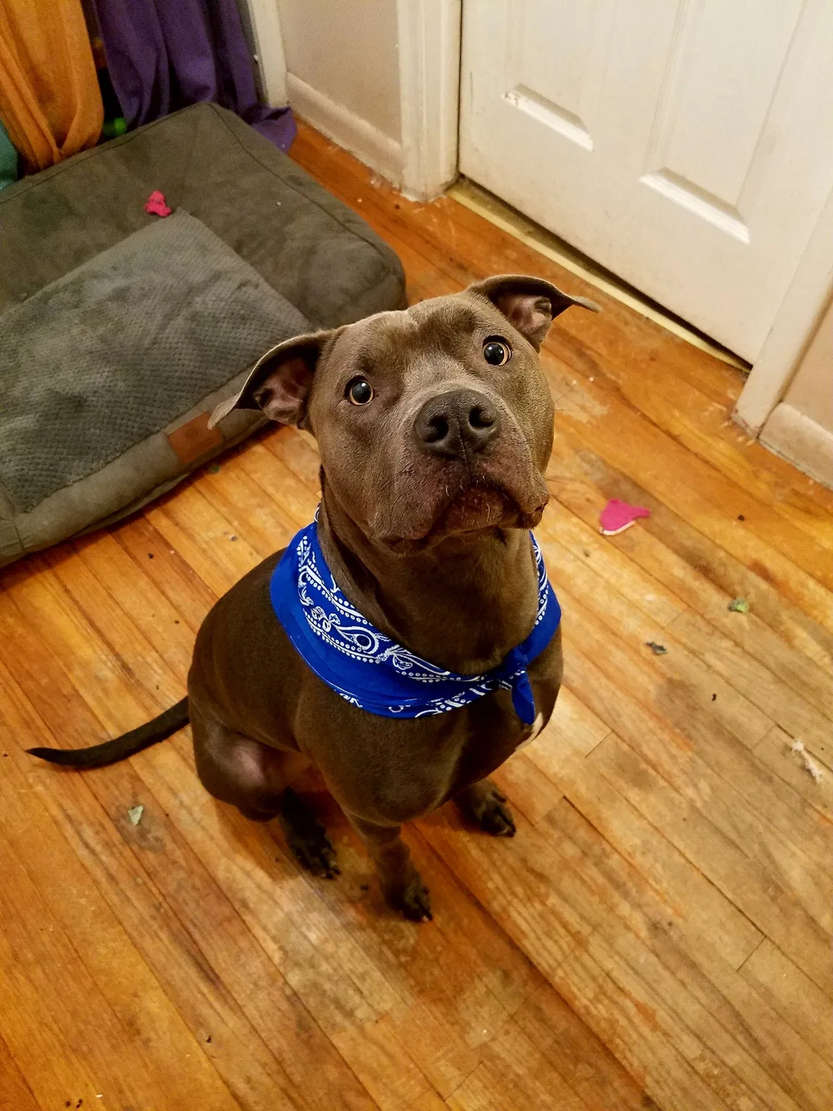 Found dog in Redford, MI, 48240