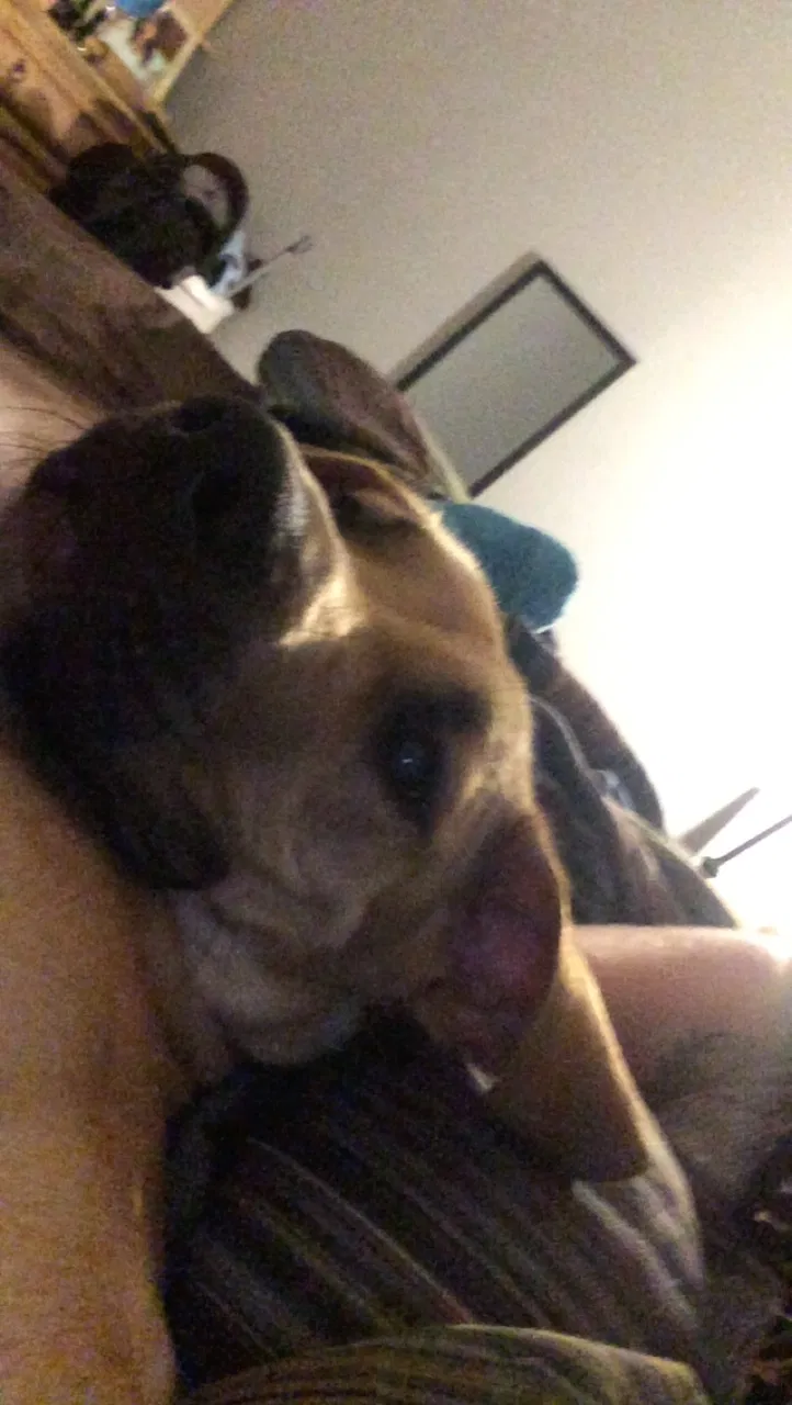 Found dog in Saint Marys, GA, 31558