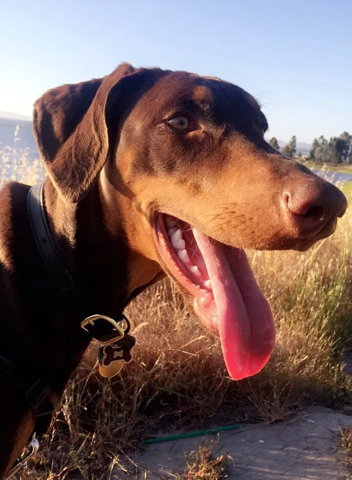 Found dog in Hercules, CA, 94547